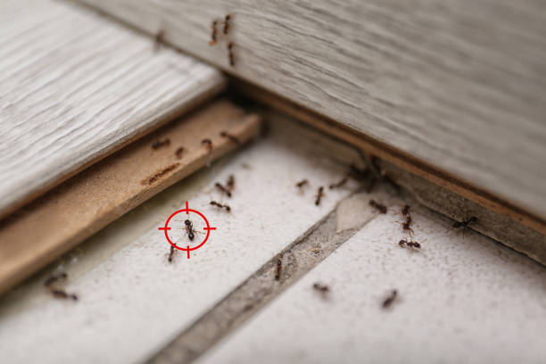 Best Flea Control Services  in Yuc Valley, CA