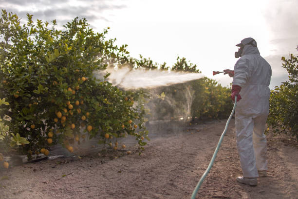 Best Local Pest Control Services  in Yuc Valley, CA